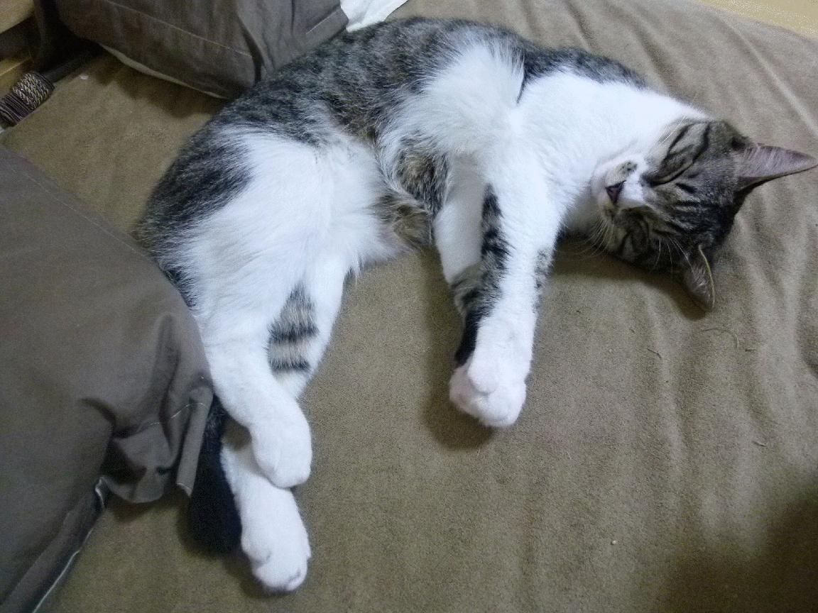 惊天逆转!摩洛哥铁骑踏碎阿根廷,萨卡独舞诠释何为统治力